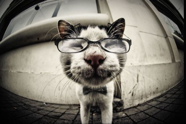 These funny animals (38 pics)