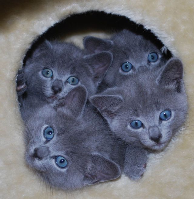 These funny animals (38 pics)