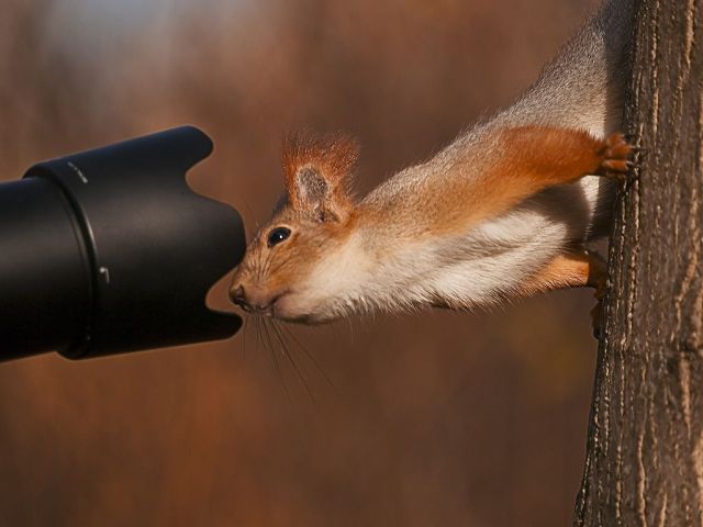 These funny animals (38 pics)