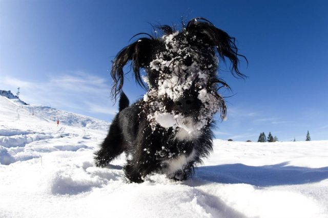 These funny animals (38 pics)