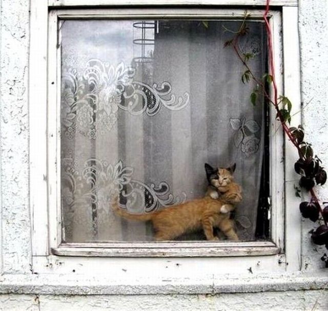 These funny animals (38 pics)