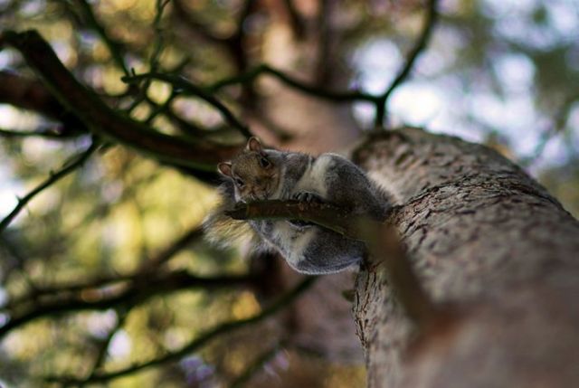 These funny animals (38 pics)