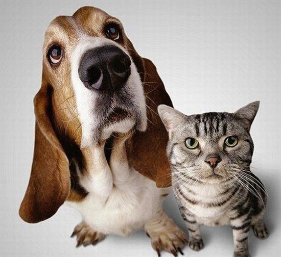 These funny animals (38 pics)