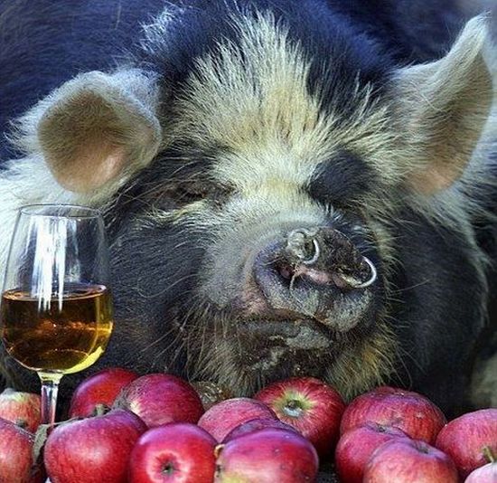 These funny animals (38 pics)