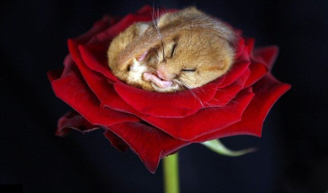 These funny animals (38 pics)