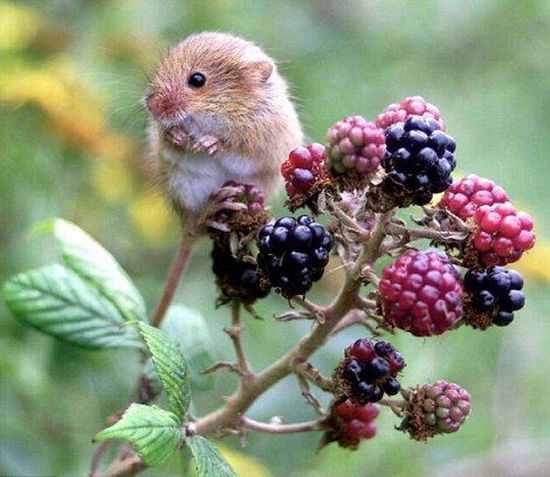 These funny animals (38 pics)