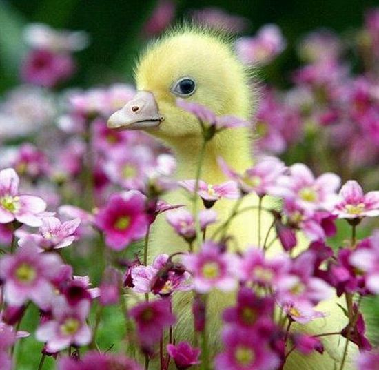 These funny animals (38 pics)