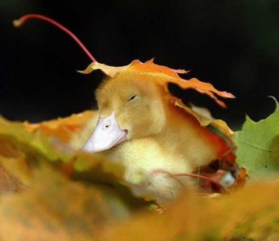 These funny animals (38 pics)