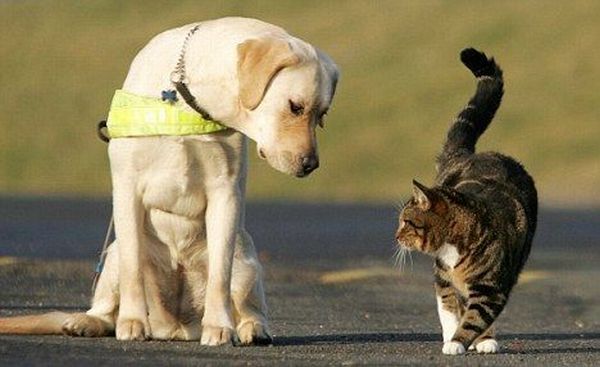 These funny animals (38 pics)
