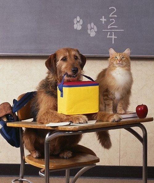 These funny animals (38 pics)