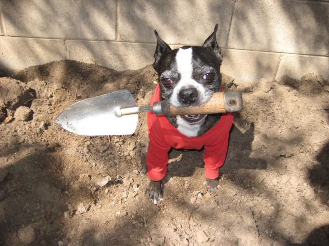 These funny animals (38 pics)