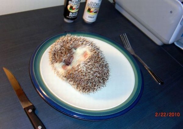 These funny animals (38 pics)