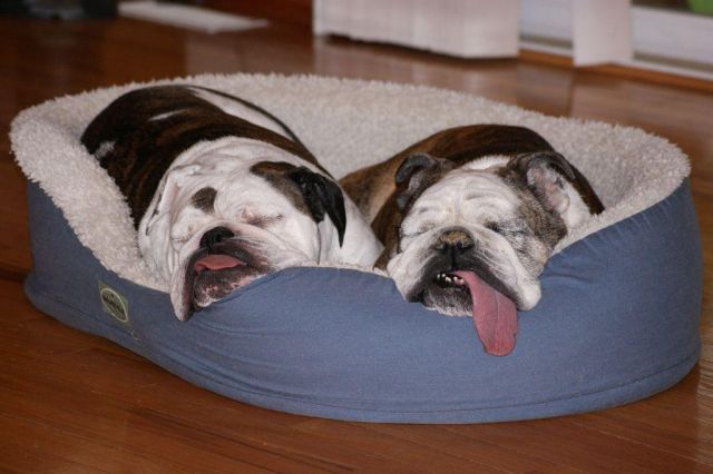These funny animals (38 pics)
