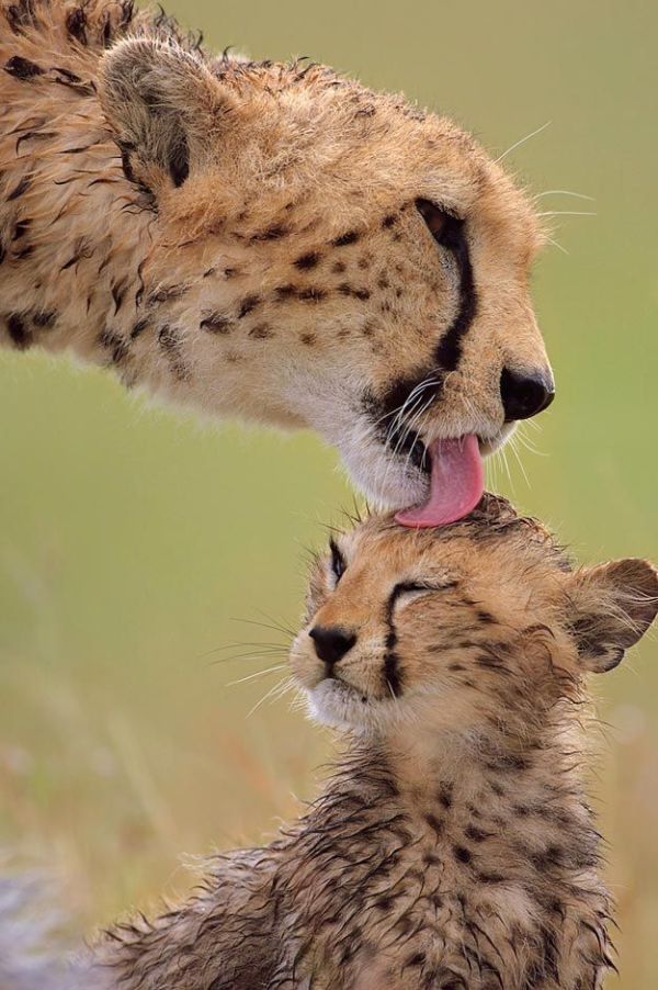 These funny animals (38 pics)