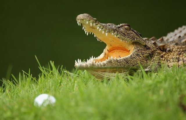 These funny animals (38 pics)