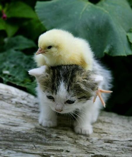 These funny animals (38 pics)