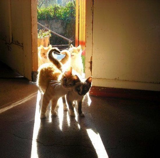 These funny animals (38 pics)