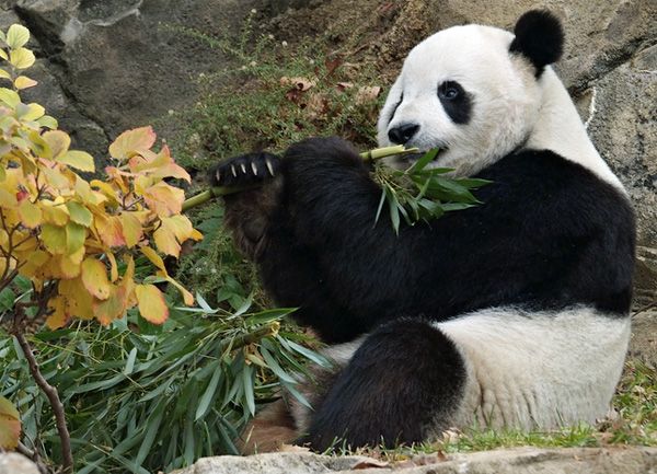 These funny animals (38 pics)