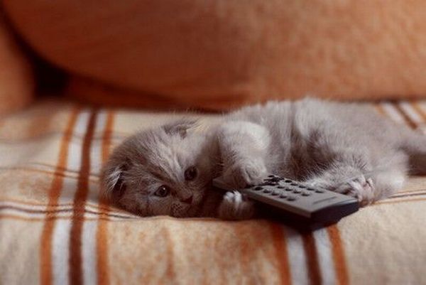 These funny animals (38 pics)