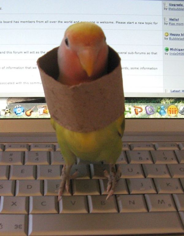 These funny animals (38 pics)
