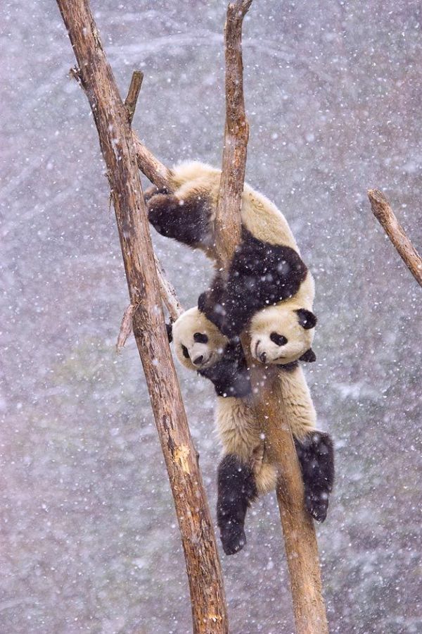 These funny animals (38 pics)