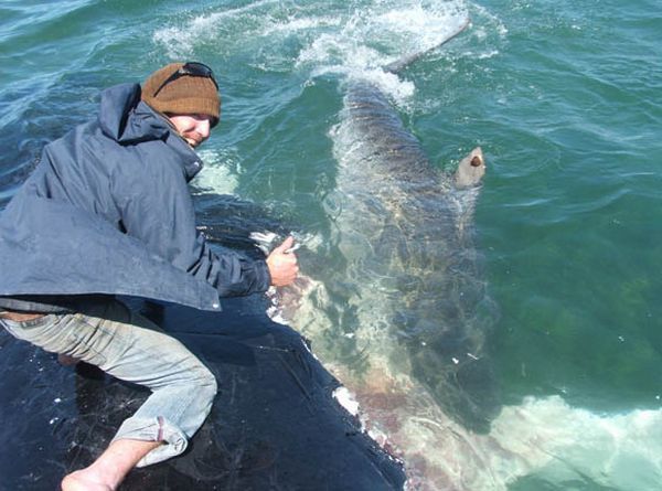 Would You Be Able to Pet a Tiger Shark? (13 pics + 1 video)