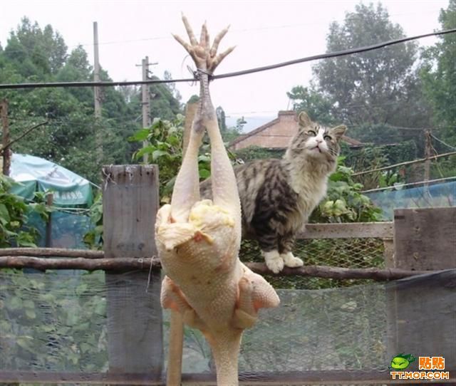 Mission: Impossible (9 pics)