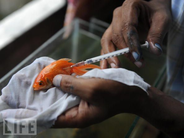 The Best Pictures of the Year According to LIFE (47 pics)