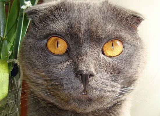These funny animals (37 pics)