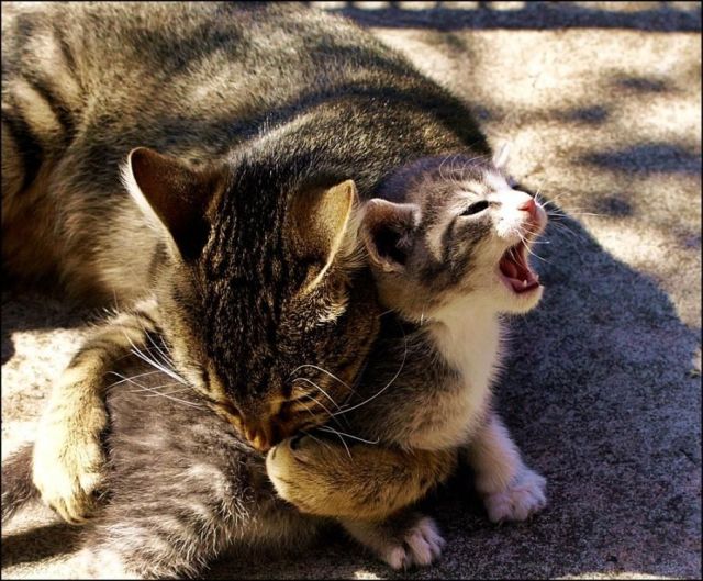 These funny animals (37 pics)