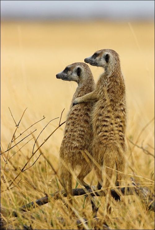 These funny animals (37 pics)
