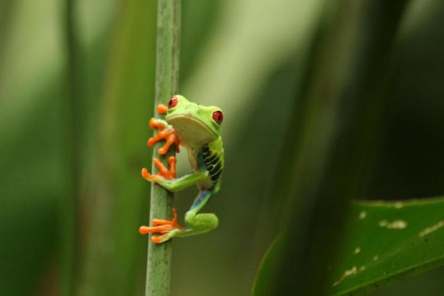 These funny animals (37 pics)