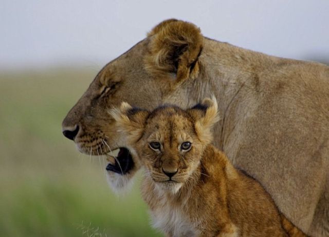These funny animals (37 pics)