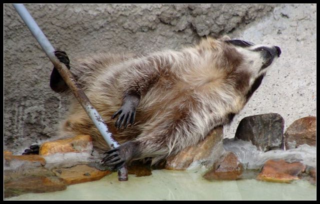 These funny animals (37 pics)