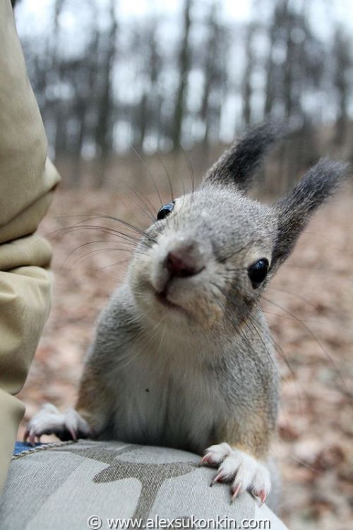 These funny animals (37 pics)