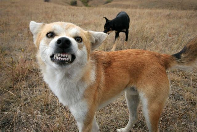 These funny animals (37 pics)