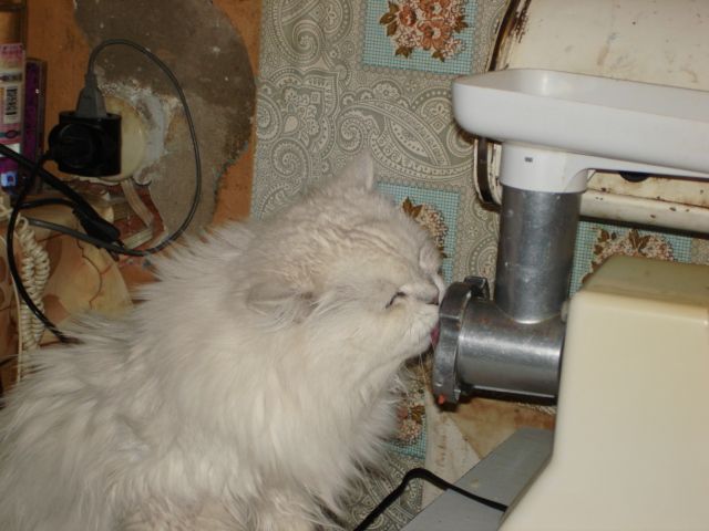 These funny animals (37 pics)