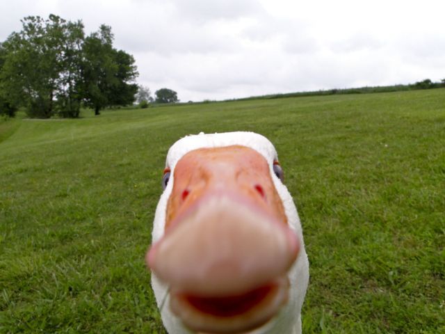 These funny animals (37 pics)