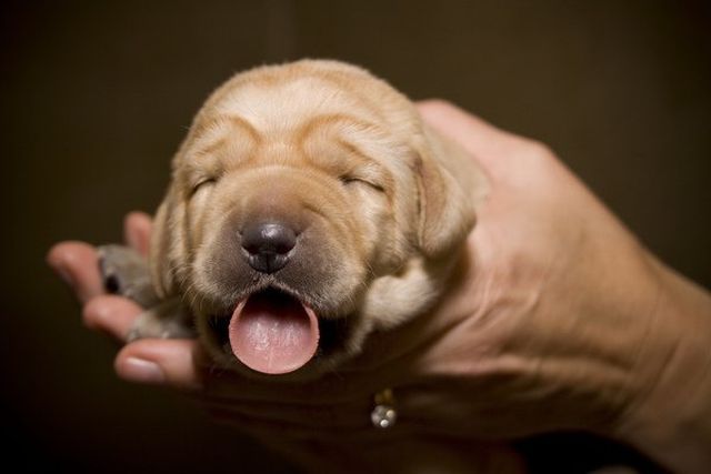 These funny animals (37 pics)