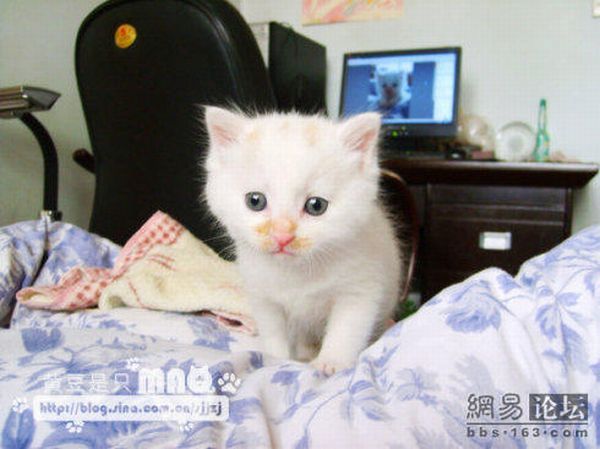 These funny animals (37 pics)