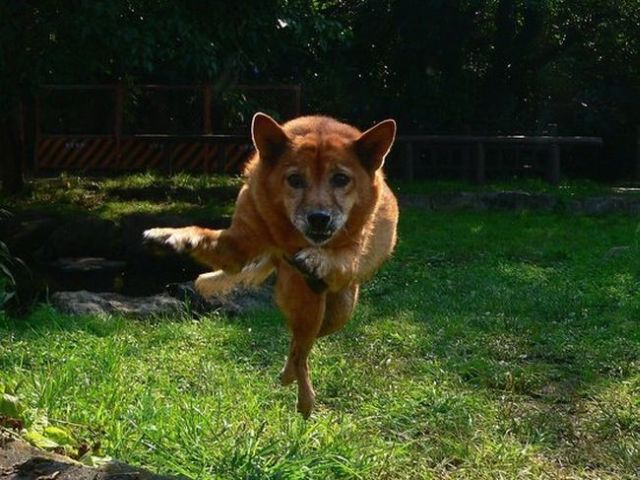 These funny animals (37 pics)