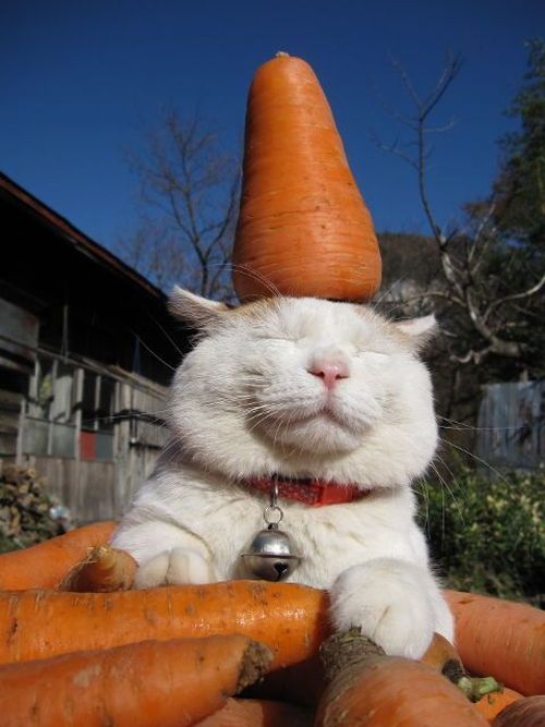 These funny animals (37 pics)