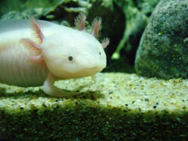 These funny animals (37 pics)