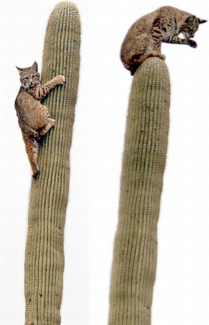 These funny animals (37 pics)