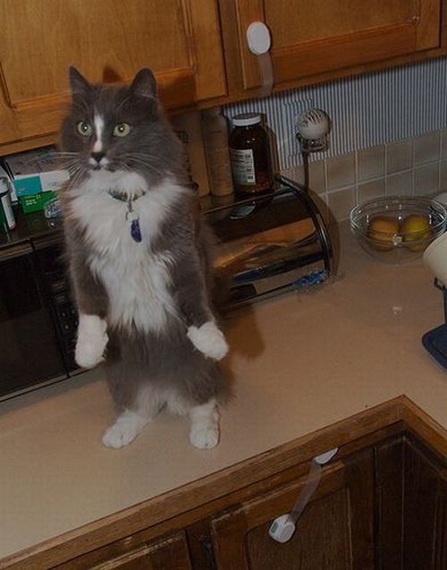 These funny animals (37 pics)