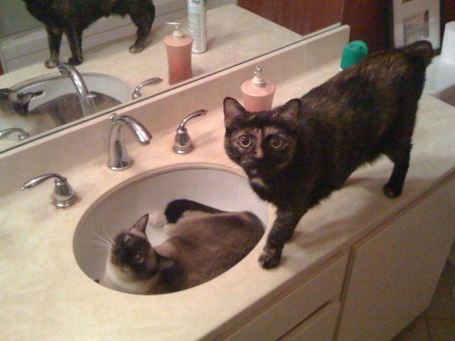 These funny animals (37 pics)