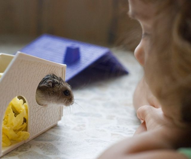 These funny animals (37 pics)
