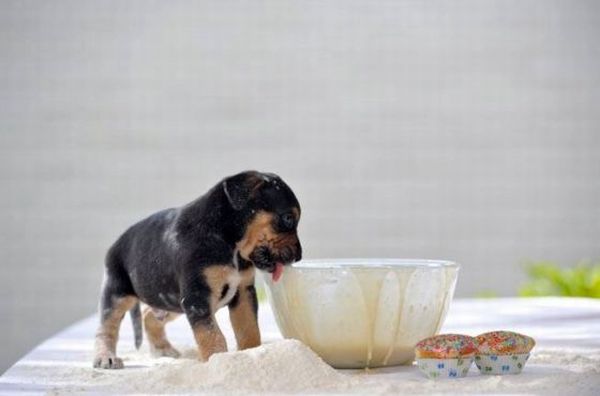 These funny animals (37 pics)