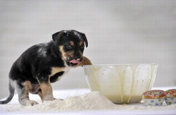 These funny animals (37 pics)