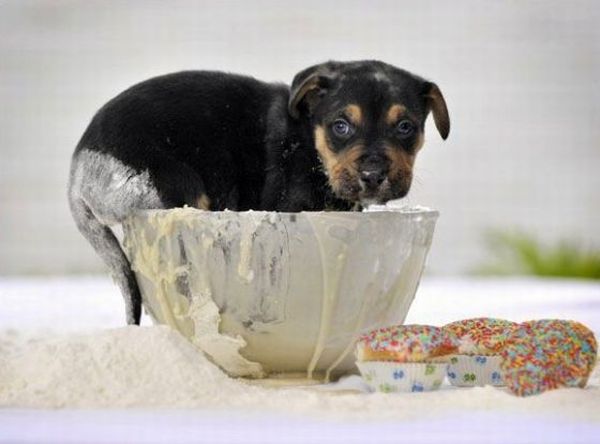 These funny animals (37 pics)